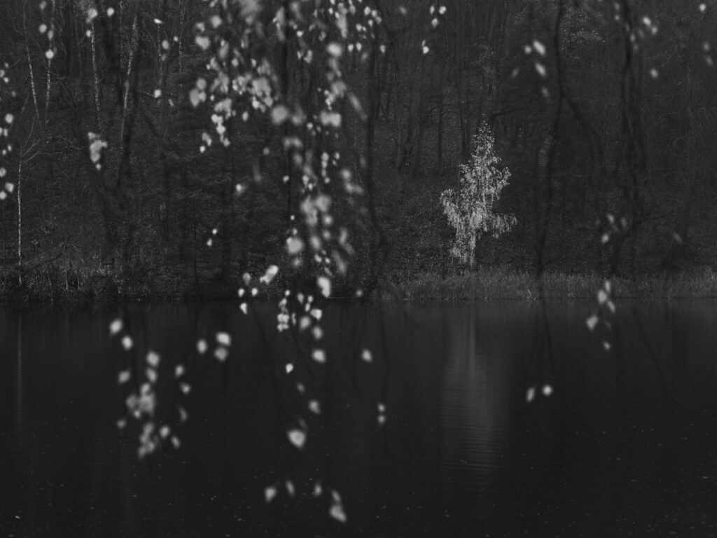 Foto en b/n de un bosque con lago